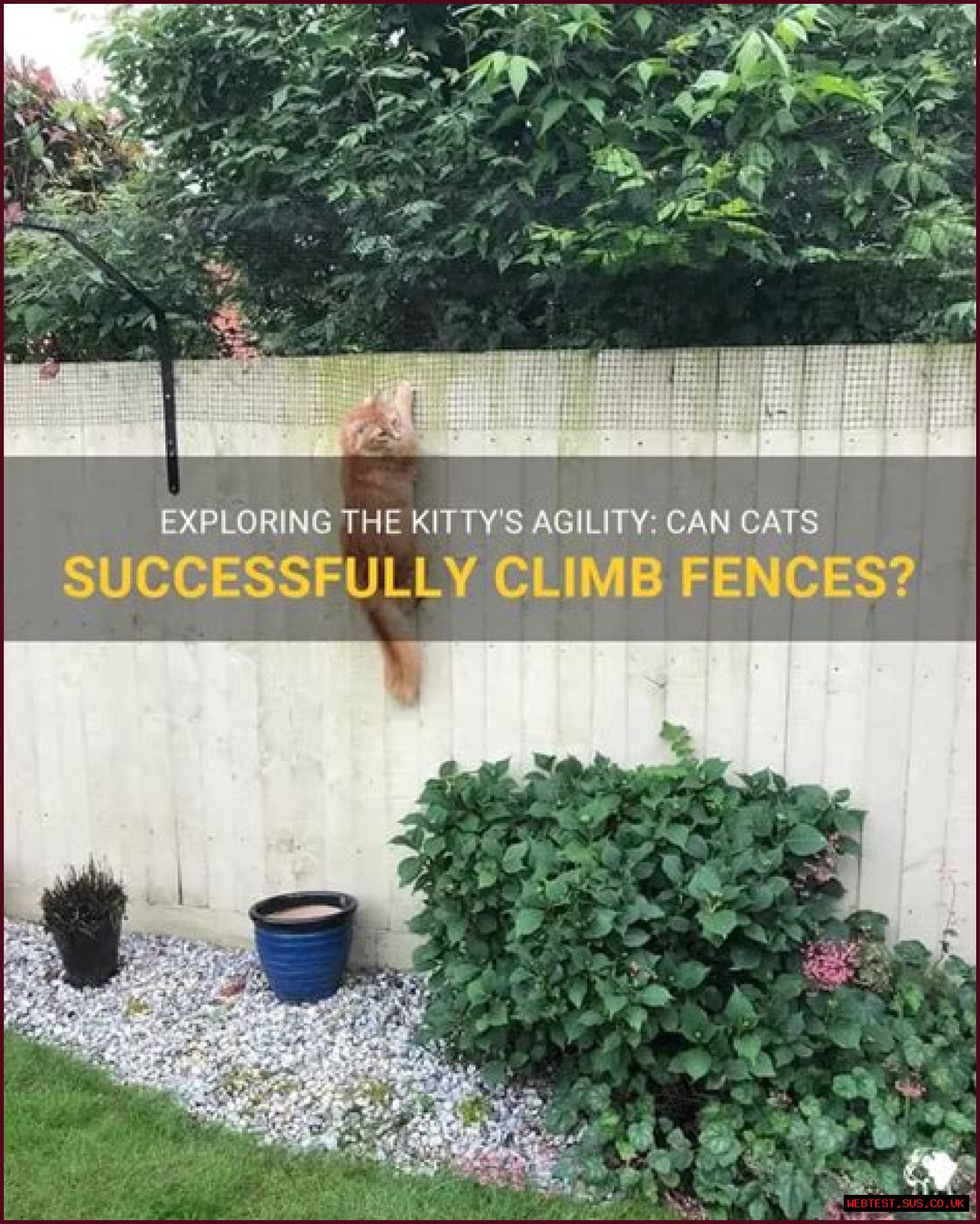 Can cats climb colorbond fences?